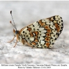 melitaea cinxia female3